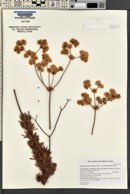 Eriogonum fasciculatum image