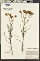 Senecio flaccidus image