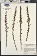 Artemisia californica image