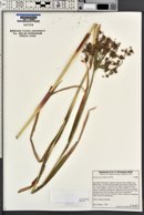 Scirpus microcarpus image