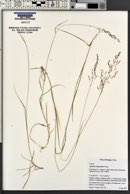 Agrostis oregonensis image