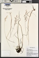 Agrostis oregonensis image