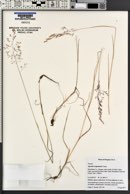 Agrostis oregonensis image