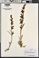 Penstemon cyanocaulis image