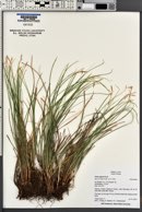 Carex geyeri image