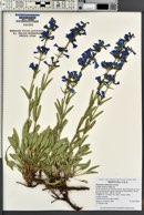 Penstemon albertinus image