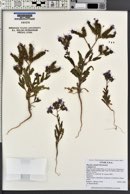 Phacelia cottamii image