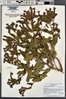 Phacelia cottamii image