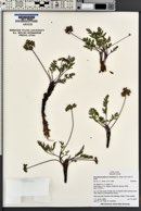 Pseudocymopterus montanus image