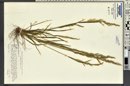 Agrostis exarata image