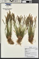 Agrostis exarata image