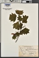 Acer circinatum image