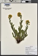 Solidago velutina image