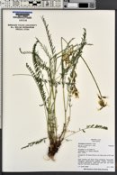 Astragalus reventus image