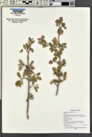 Amelanchier utahensis image