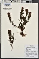 Castilleja applegatei image