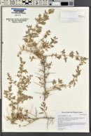 Atriplex spinifera image