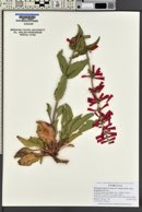 Penstemon eatonii image