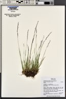 Agrostis humilis image