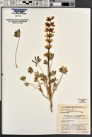 Lupinus densiflorus image