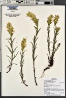 Castilleja sulphurea image