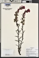 Castilleja chromosa image