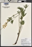 Lupinus arbustus image