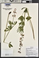 Lupinus arbustus image