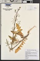 Sisymbrium altissimum image