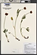 Trifolium longipes image