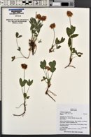 Trifolium longipes image