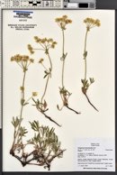 Eriogonum heracleoides image