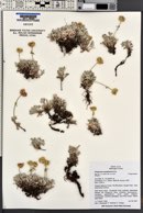 Eriogonum caespitosum image