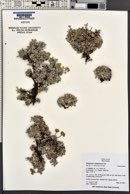 Eriogonum caespitosum image