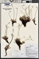 Eriogonum strictum image