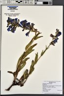 Penstemon cyaneus image