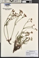 Eriogonum lonchophyllum image