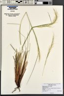 Pappostipa speciosa image