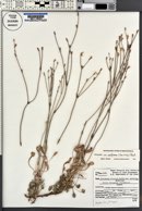 Eriogonum strictum image