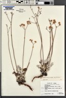 Eriogonum strictum image