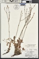 Eriogonum strictum image