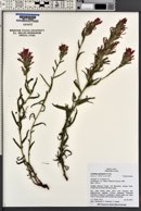 Castilleja applegatei image