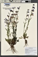 Penstemon humilis image