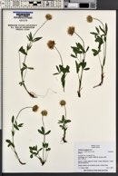 Trifolium longipes image