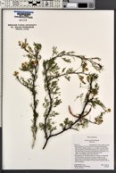 Acacia constricta image