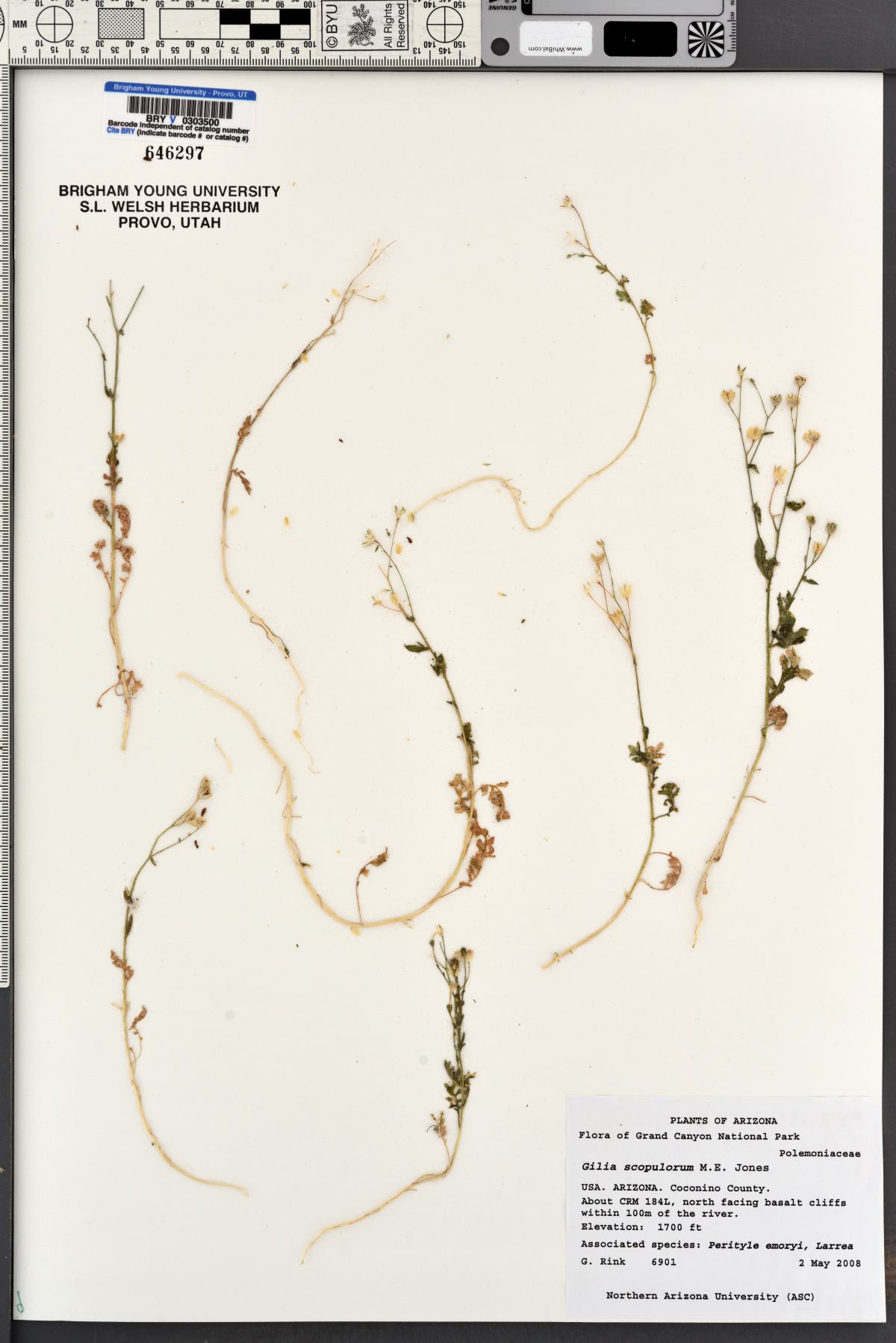 Gilia scopulorum image