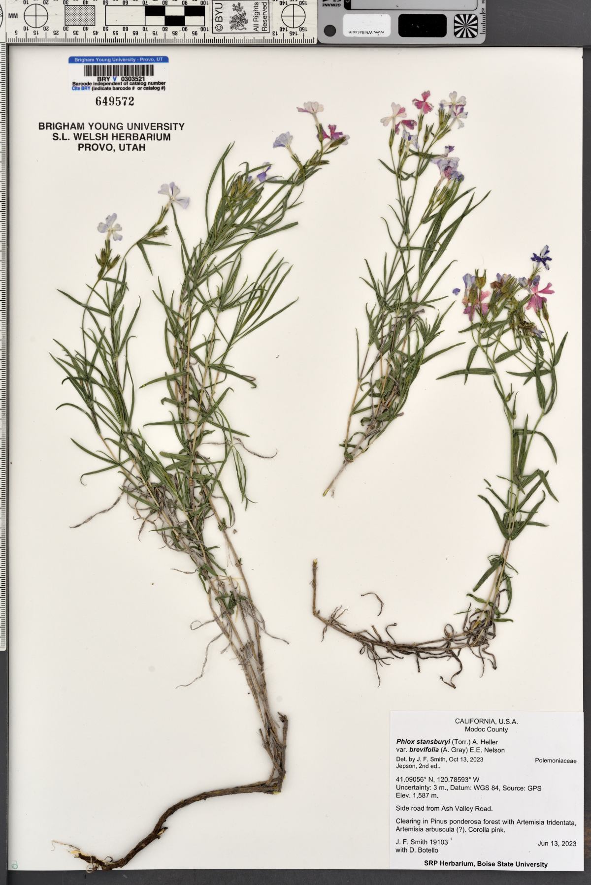 Phlox stansburyi var. stansburyi image