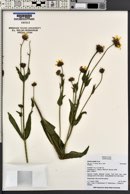 Arnica mollis image