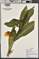 Wyethia amplexicaulis image