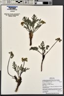 Lomatium foeniculaceum image